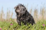PETIT CHIEN LION 027